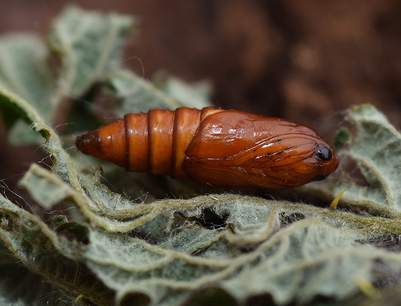 Notocelia uddmanniana - Tortricidae